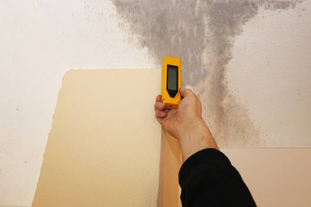 Best Mold Remediation for Healthcare Facilities  in Spencerville, NM