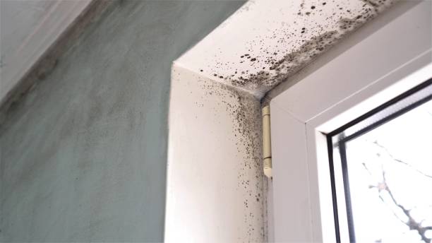 Best Industrial Mold Remediation  in Spencerville, NM