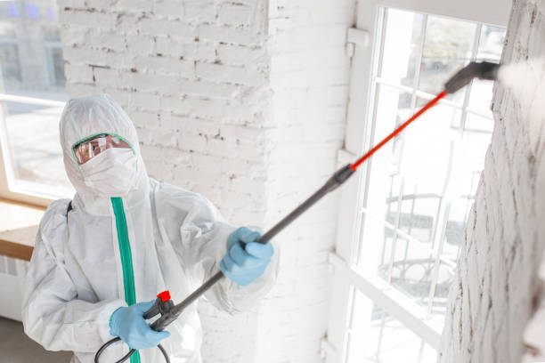 Best Black Mold Removal  in Spencerville, NM
