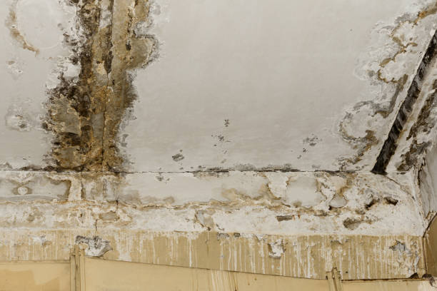 Best Forensic Mold Investigation  in Spencerville, NM