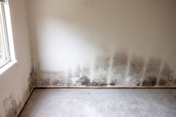 Best Attic Mold Removal  in Spencerville, NM